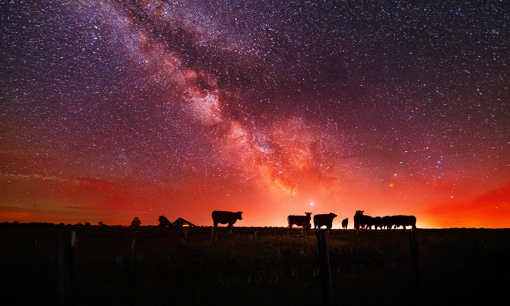 Australian Wagyu - Southern Lights